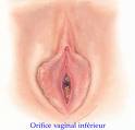 daousher d9